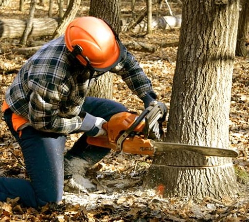 Tree Removal in Oak Hill, AL
